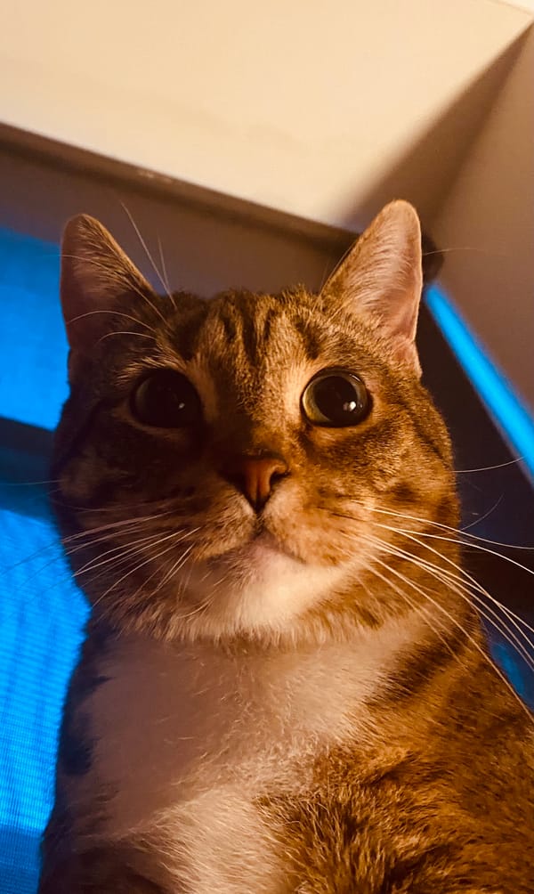 What Happened, Amy Wren?